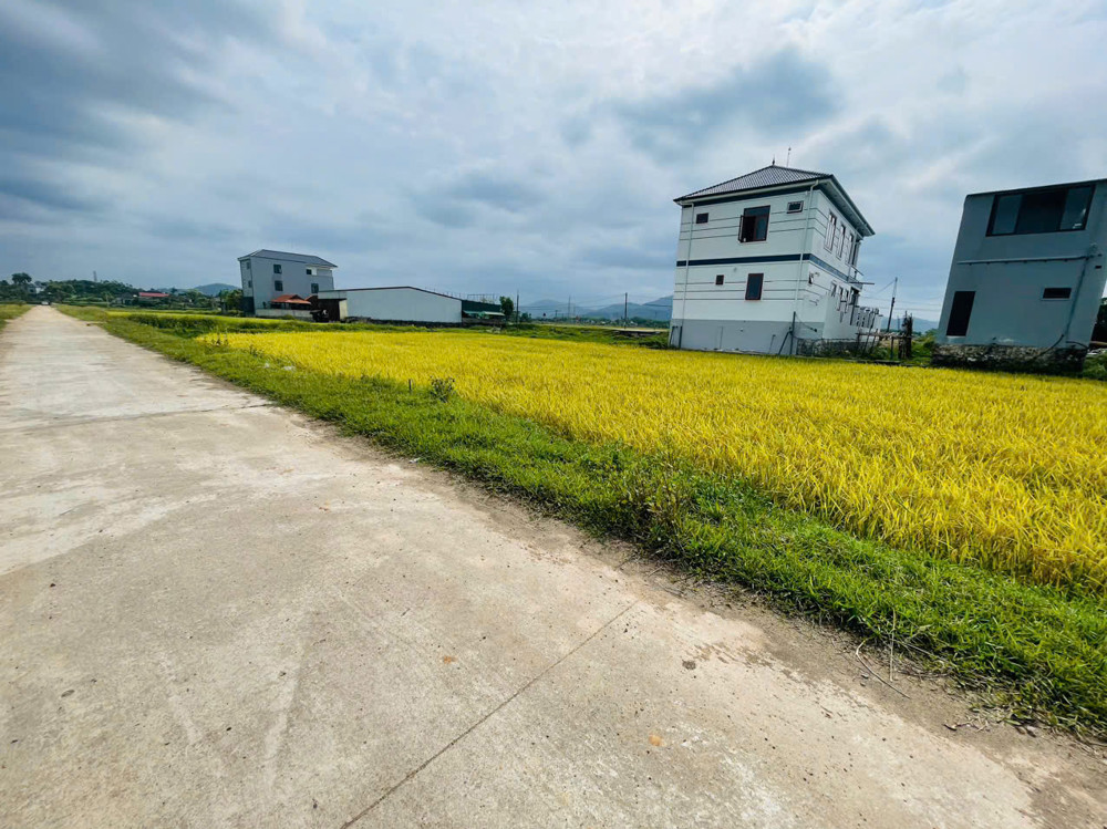 Qh trúng đấu giá Thạch điền.